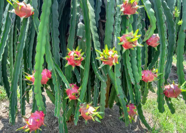 dragon fruit edible cacti varieties