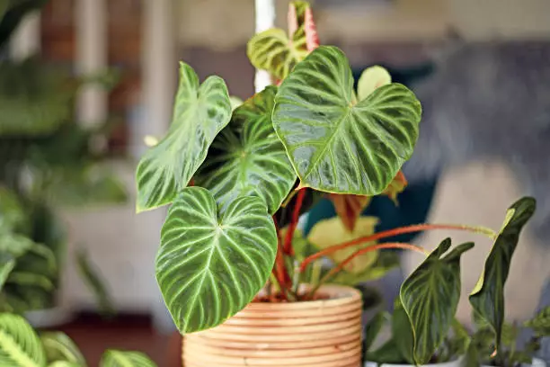 fastest growing plant philodendron