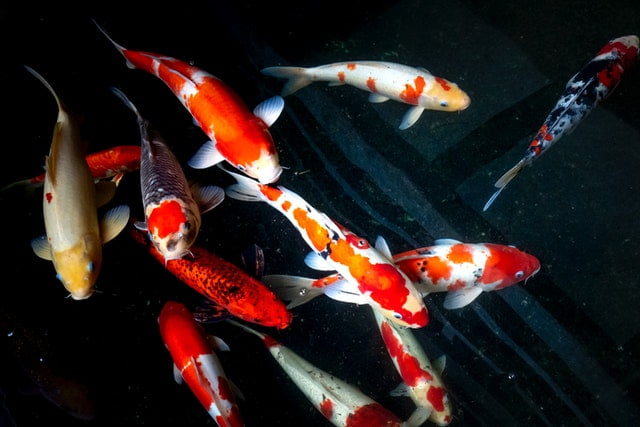 How much do koi fish cost?