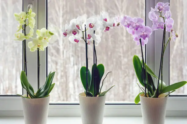 how often do orchids bloom 1