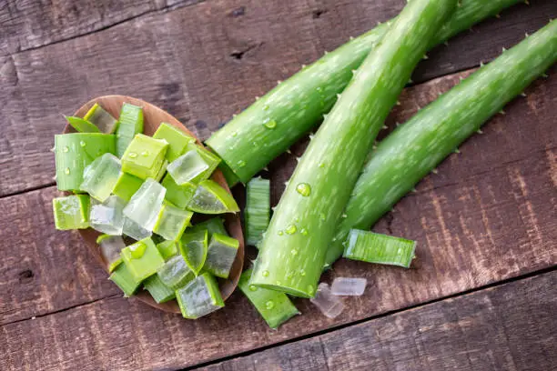 how to cut aloe vera without killing it for gel and replanting