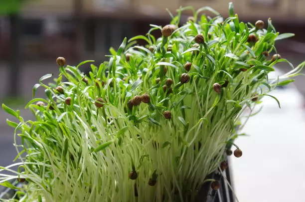 how to grow cilantro microgreens