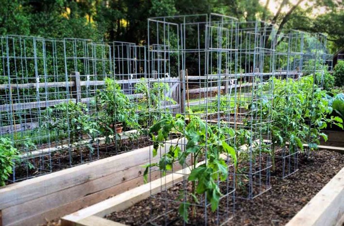 how to make a tomato cage