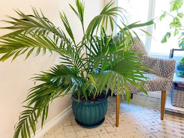 how to repot majesty palm steps when care