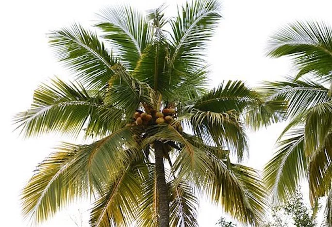 king palm tree