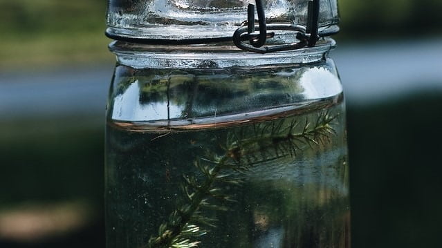 mason jar fish landscape 11zon