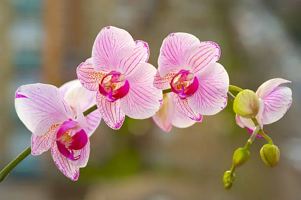 orchid bloom