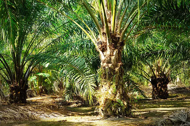 palm tree identification