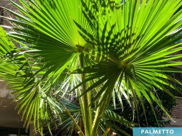 palmetto tree