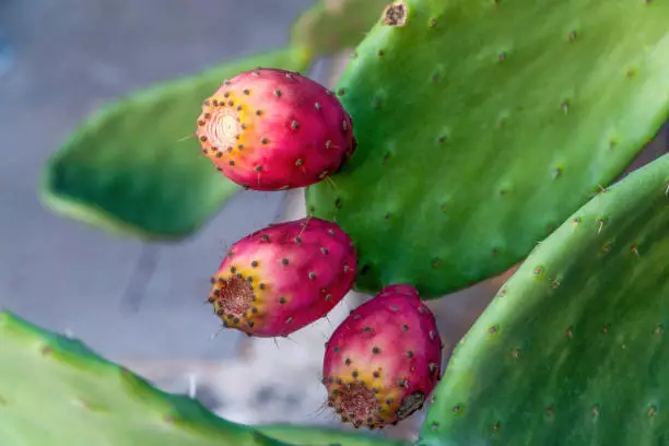 prickly pear cactus edible cacti varieties