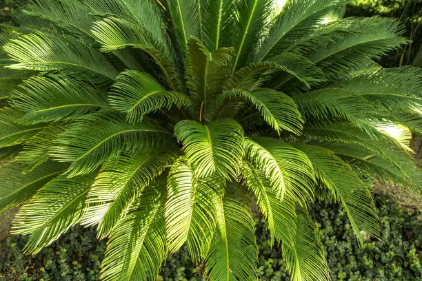 sago palm turning yellow causes
