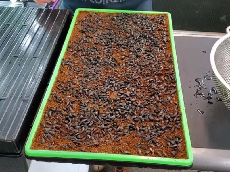 sow seed sunflower microgreen