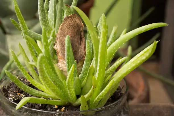 under water aloe plant signs how to revive it quickly