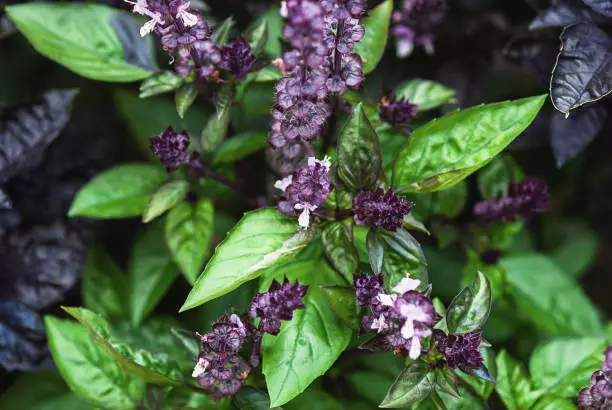 15 herbs with purple flower
