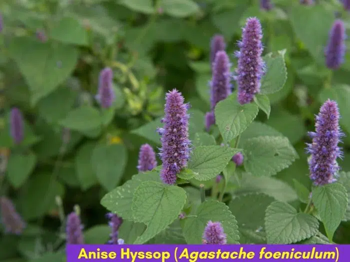 Anise Hyssop herb with purple flowers