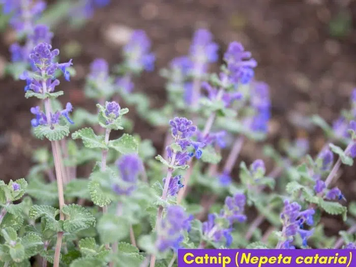 Catnip herb with purple flowers