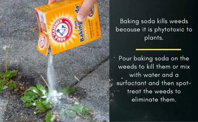 Does baking soda kill weeds in lawns and gardens