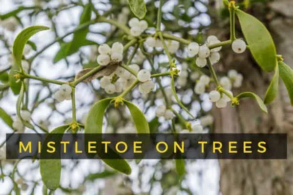 How to Get Rid of Mistletoe on Trees