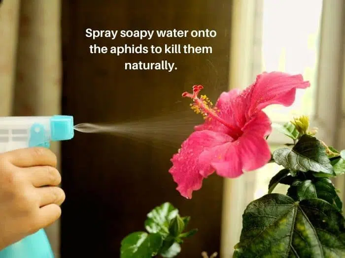 How to kill aphids on hibiscus naturally