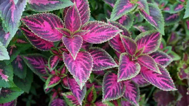Is coleus sun or shade plant