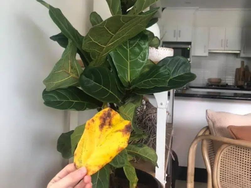 Old yellow leaves on fiddle leaf fig