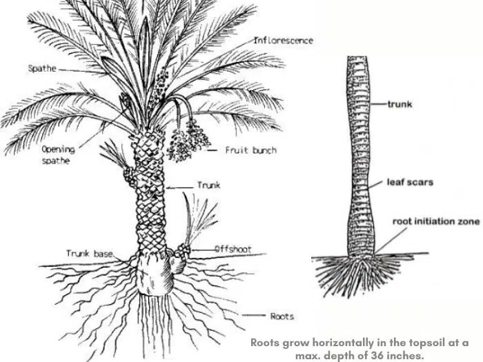 Palm tree root system diagram