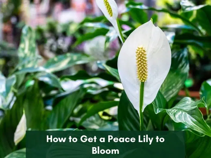 Peace lily not flowering1