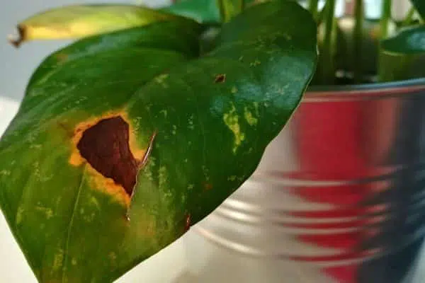 Pothos Leaves Turning Brown causes and