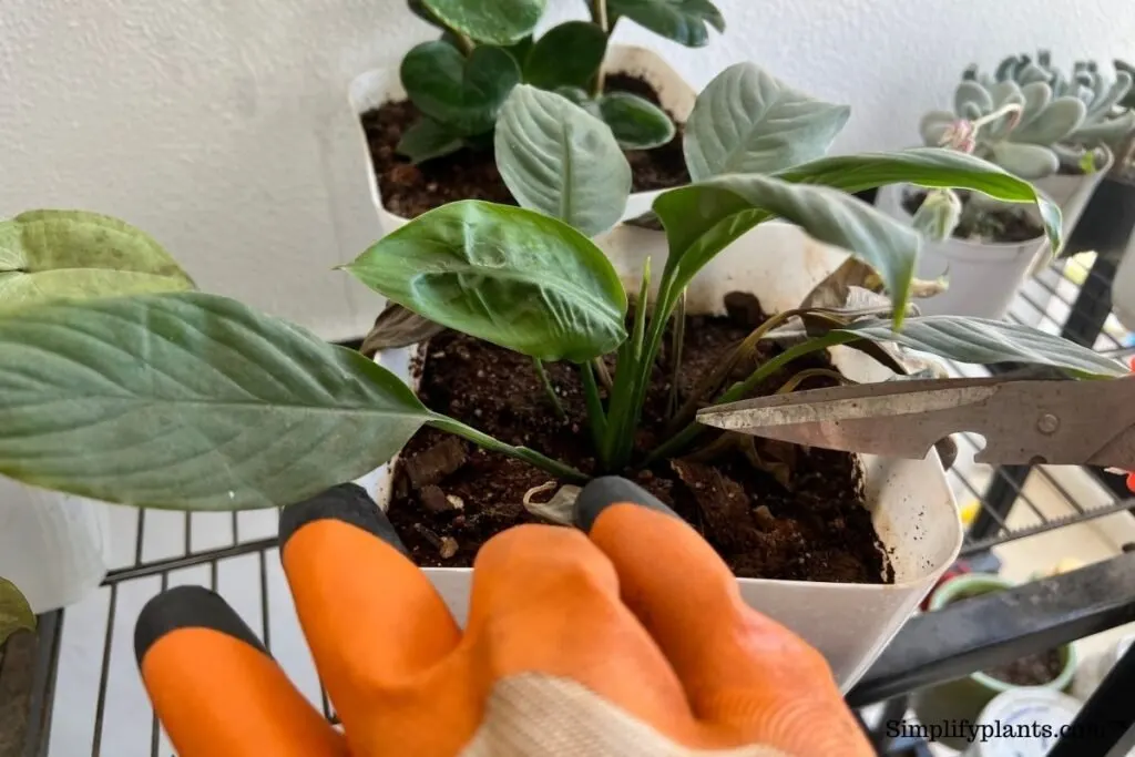 Pruning A Peace Lily
