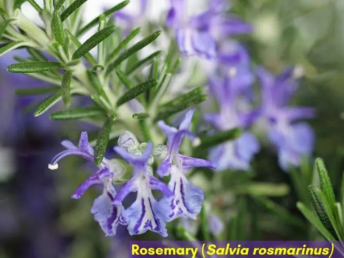Rosemary herb with purple flowers