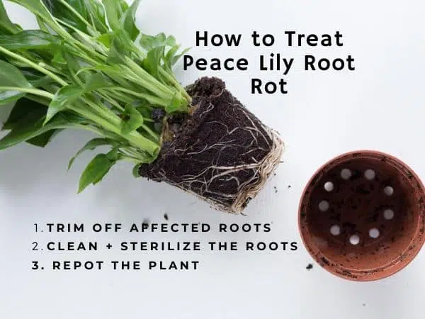 Treat Peace Lily Root Rot