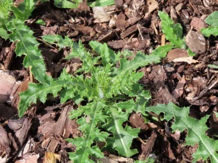 Weeds in Mulch Beds control and killing weeds in mulch beds