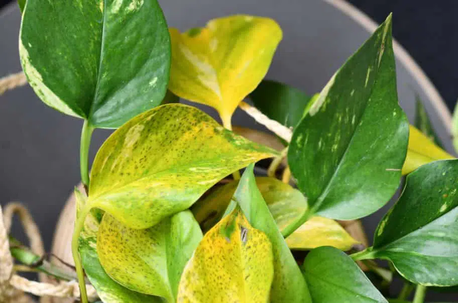 Yellow pothos leaves causes