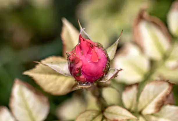 aphids damage on roses