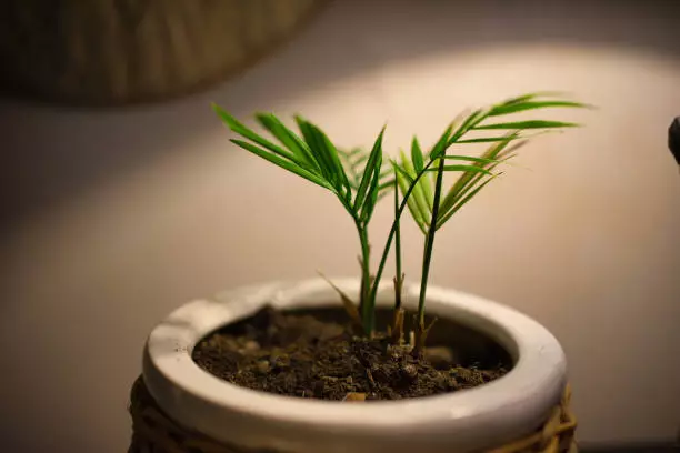 areca palm growth rate