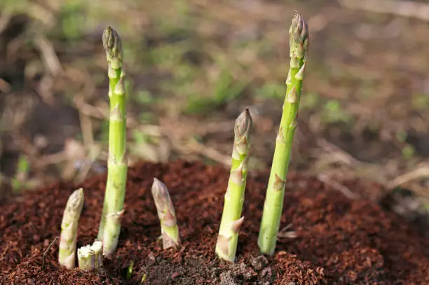 asparagus dill companion plant