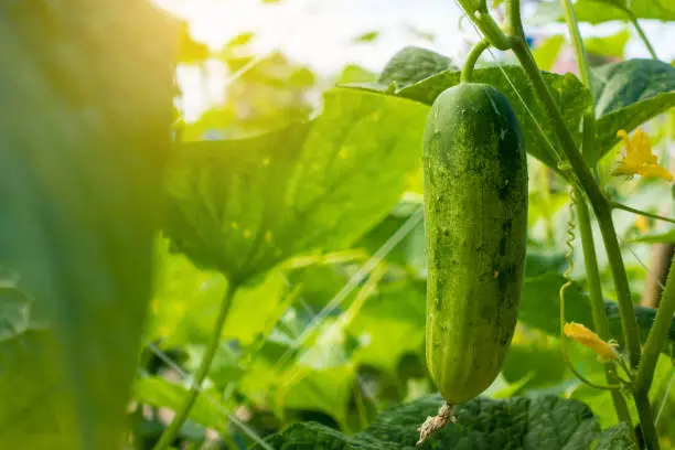 best companion plant for cucumber