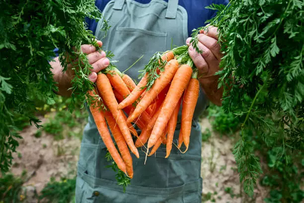 carrot pepper companion