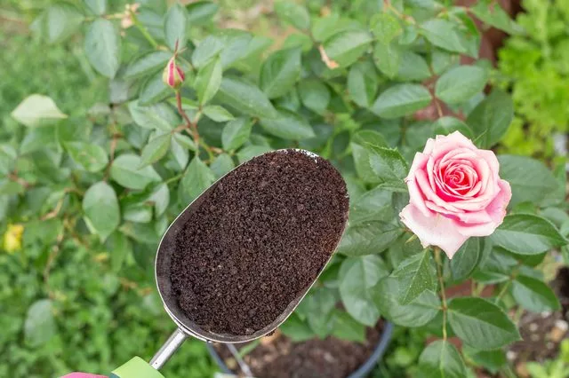 coffee ground for roses