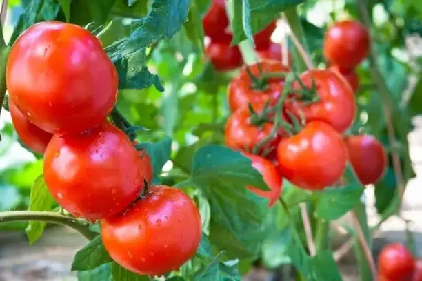 determinate tomatoes