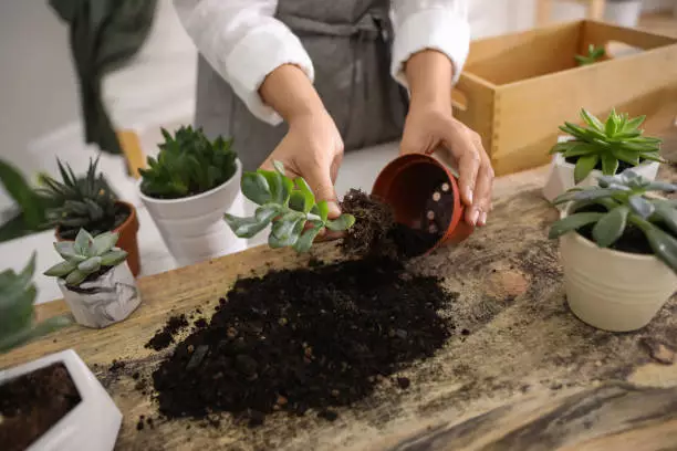 doing with old potting soil