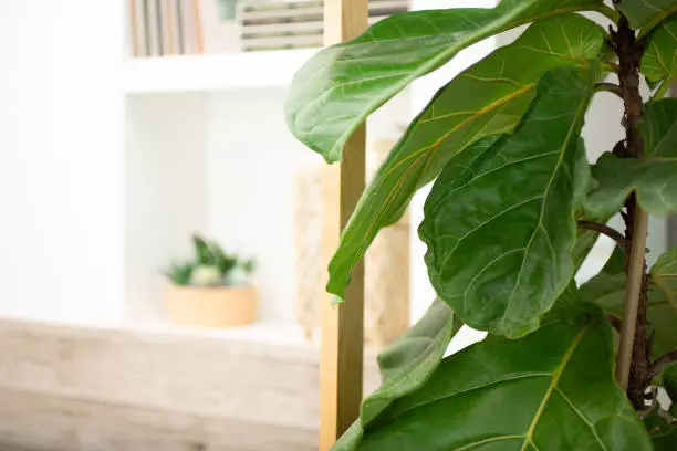 drooping fiddle leaf fig