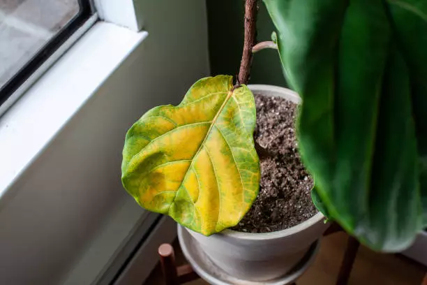 fiddle leaf fig root rot 3