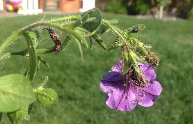 getting rid aphids on petunias