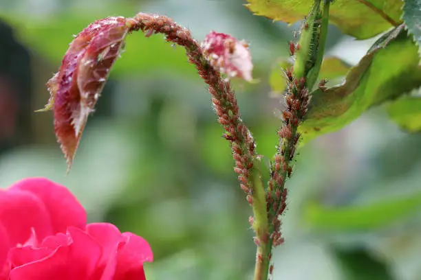 getting rid of aphids on rose