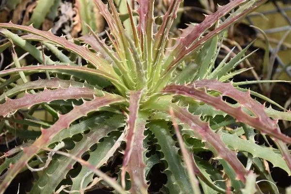 hectia plant looks like aloe vera