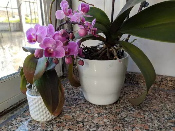 indoor orchid