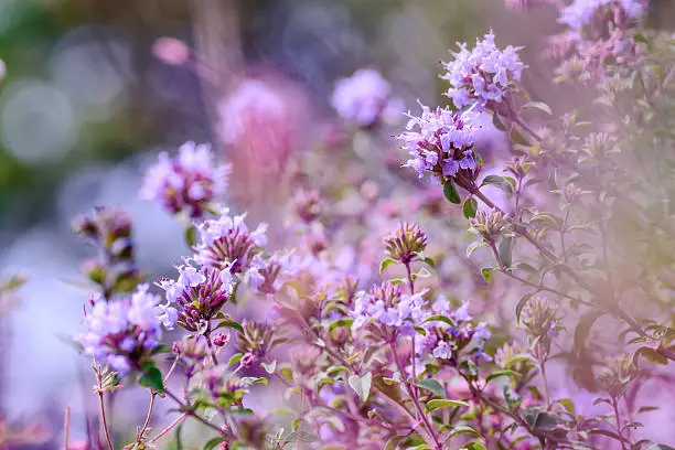 oregano herb purple flower