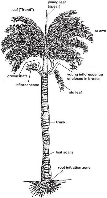 Generalized palm morphology.