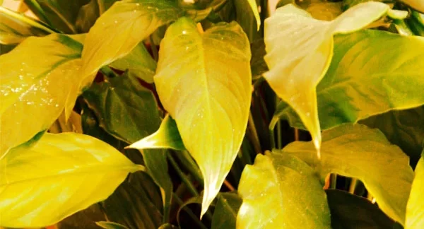 peace lily leaves turning yellow e1651893220777